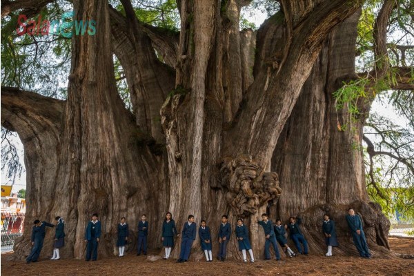“Cây sự sống” 2000 năm tuổi có chu vi thân cây lên đến 42m