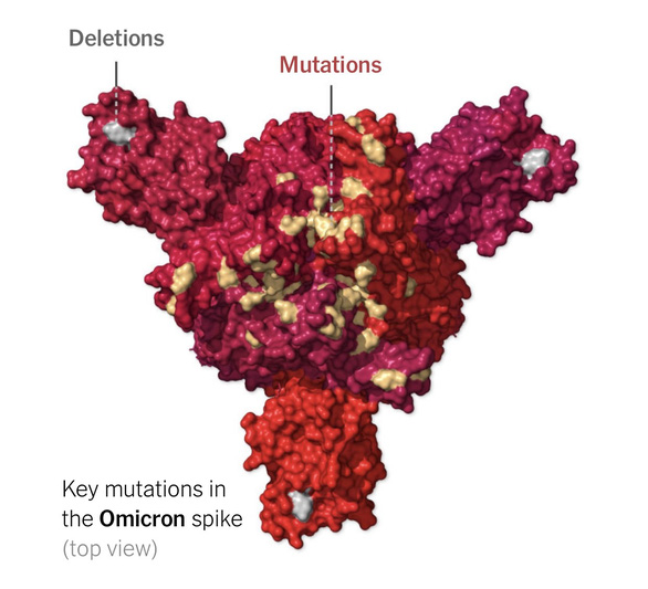 Biến thể Omicron có khoảng 50 đột biến, trong đó có 32 đột biến trên protein gai - cấu trúc virus sử dụng để bám dính và xâm nhập tế bào người 