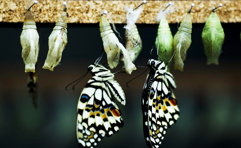Giãy giụa đối với loài bướm chính là một quá trình cần thiết để trưởng thành