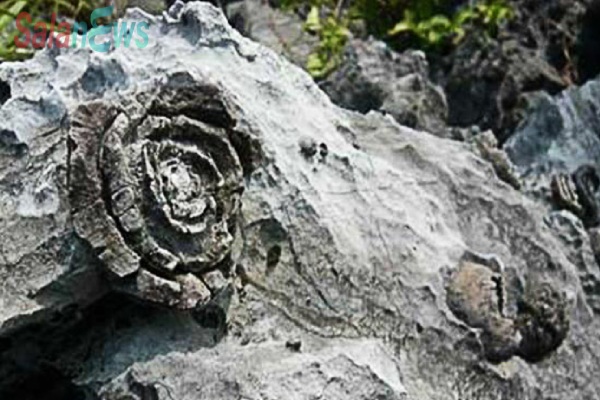 Những tảng đá thần kỳ: Biết nở hoa, đẻ trứng và khắc chữ